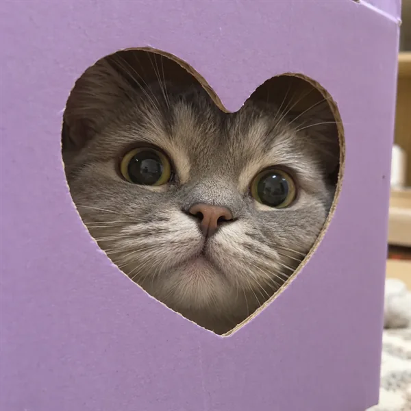 고양이 사진 170