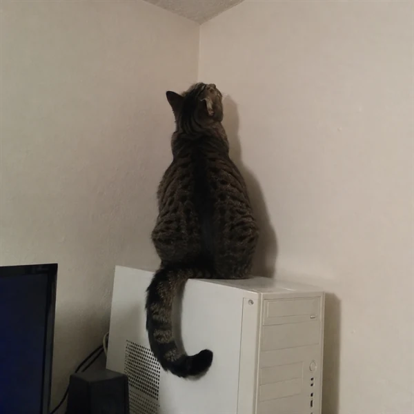 고양이 사진 705