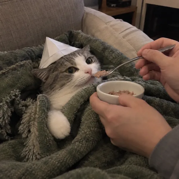 고양이 사진 033