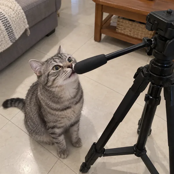 고양이 사진 097