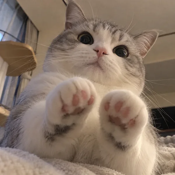 고양이 사진 535