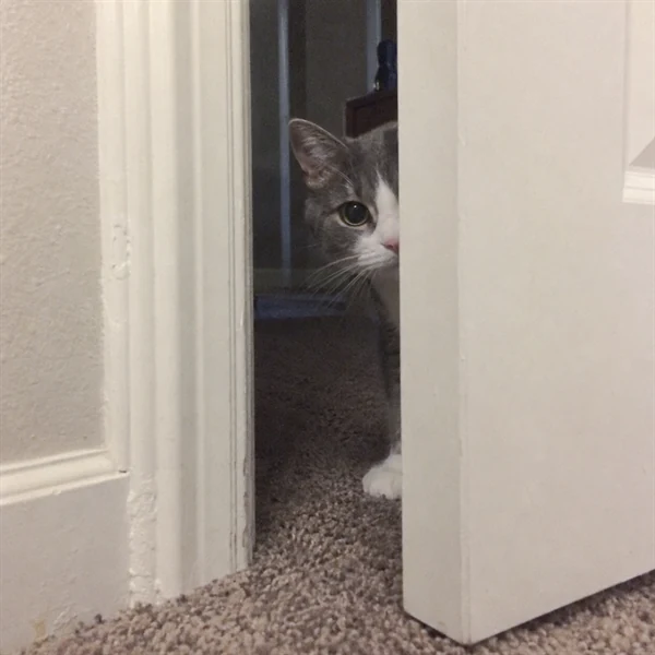 고양이 사진 701