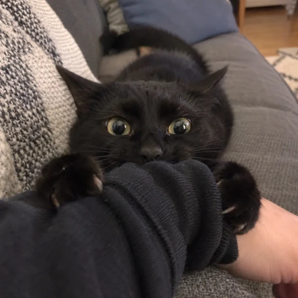 고양이 사진 667