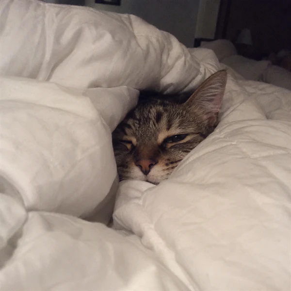 고양이 사진 682