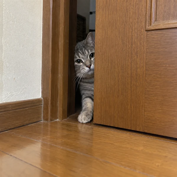고양이 사진 542