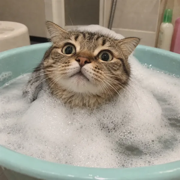 고양이 사진 359