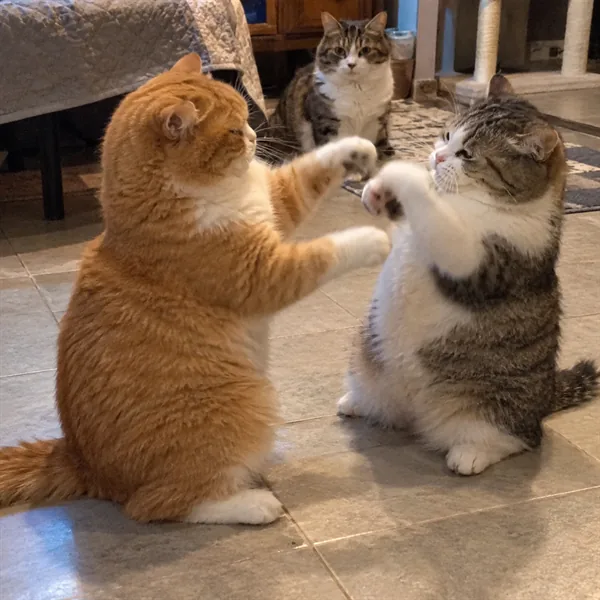 고양이 사진 362