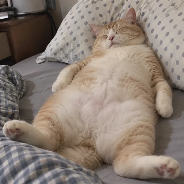 고양이 사진 292