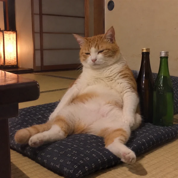 고양이 사진 627