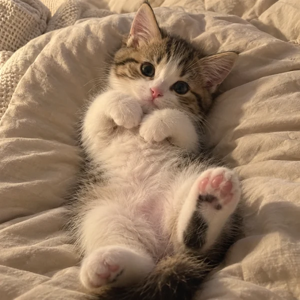 고양이 사진 547