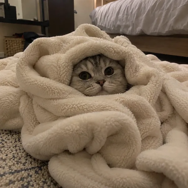 고양이 사진 245