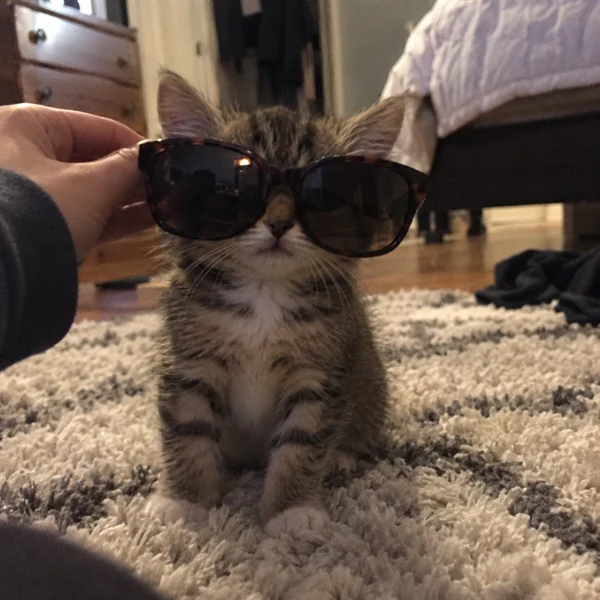고양이 사진 636