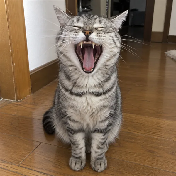 고양이 사진 261