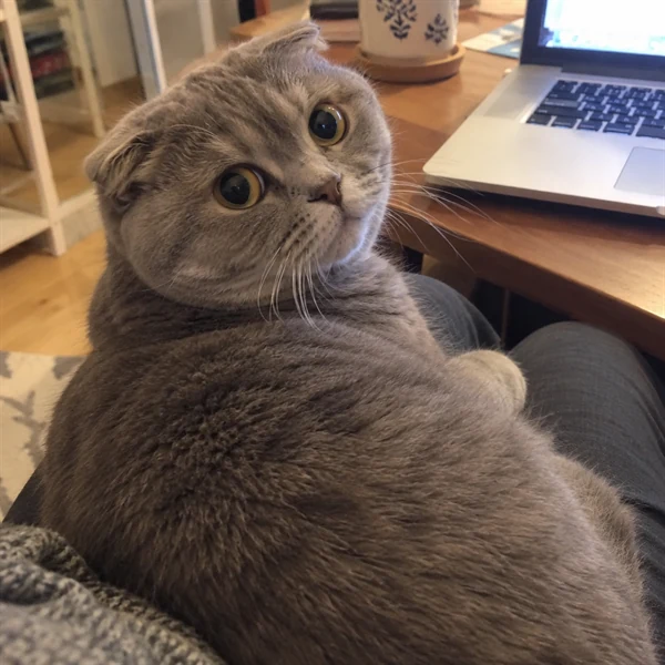 고양이 사진 659