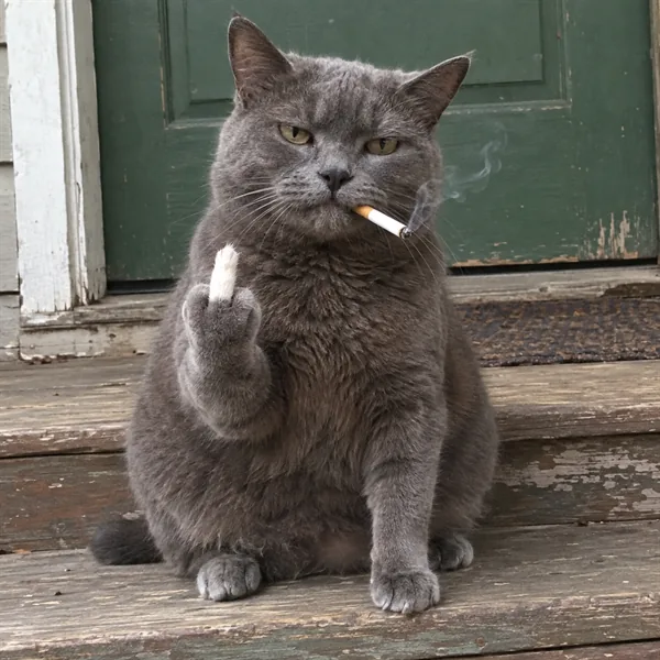 고양이 사진 003