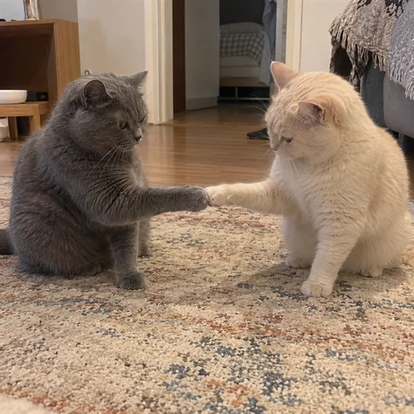 고양이 사진 104
