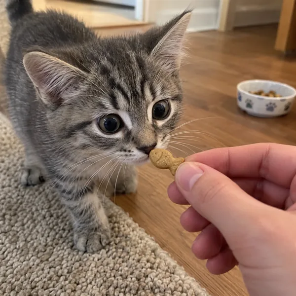 고양이 사진 244