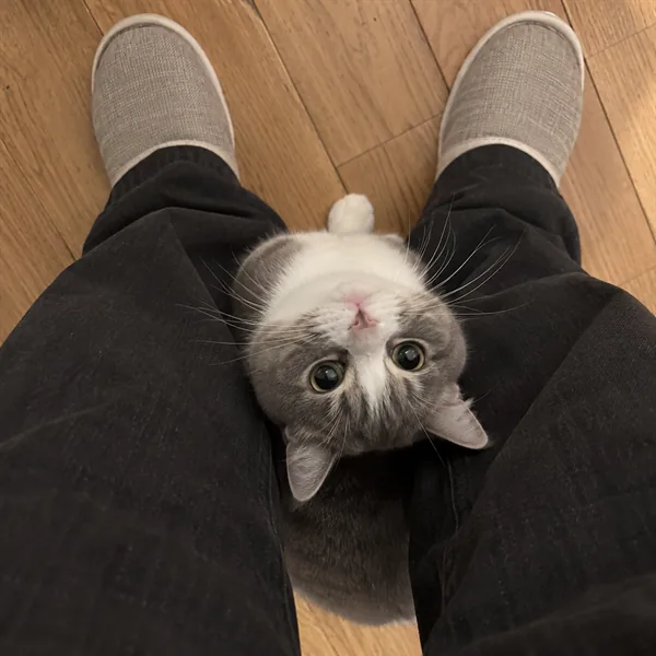 고양이 사진 088