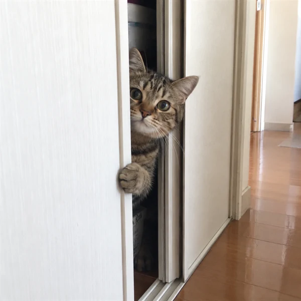 고양이 사진 601