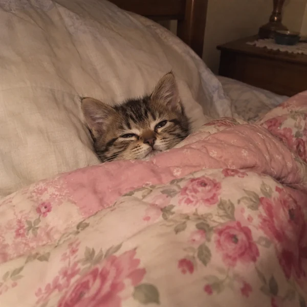 고양이 사진 684