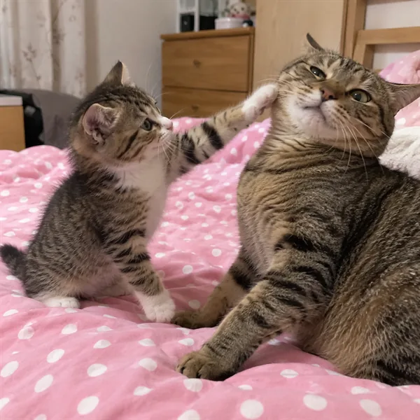 고양이 사진 492