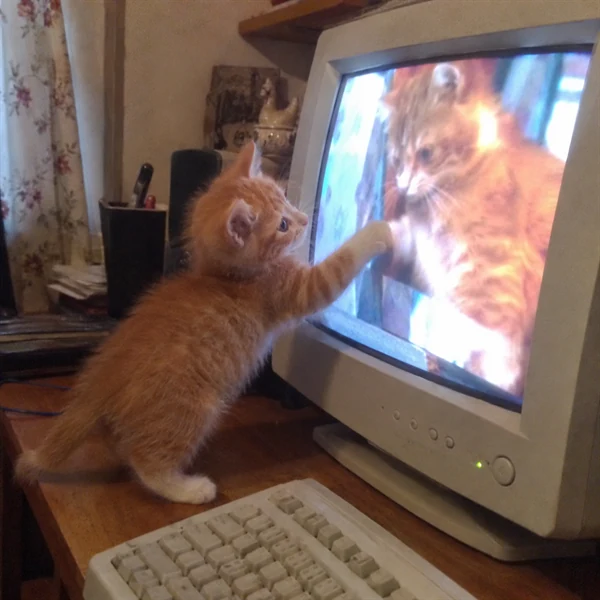 고양이 사진 669
