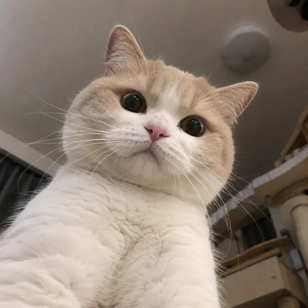 고양이 사진 225