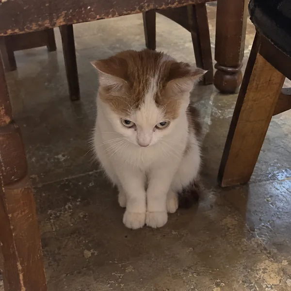 고양이 사진 039
