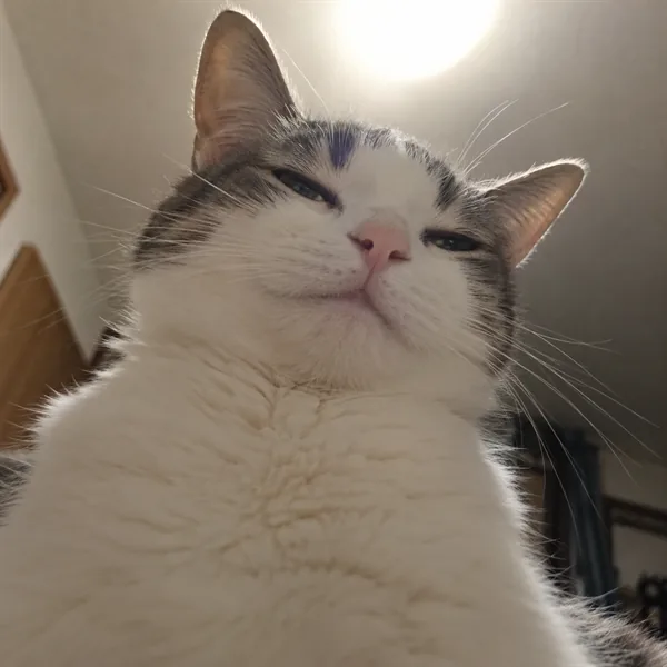 고양이 사진 266