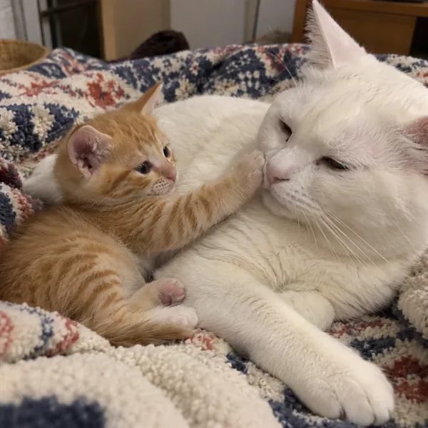 고양이 사진 413