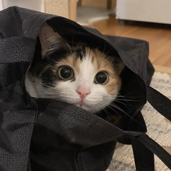 고양이 사진 344