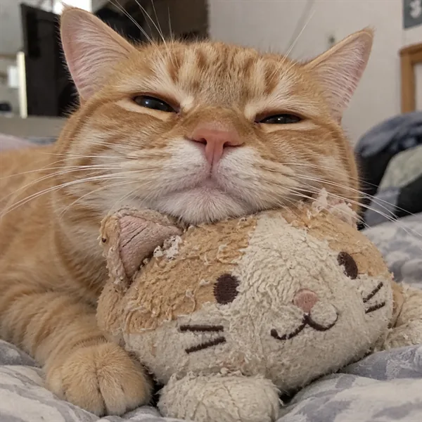 고양이 사진 453