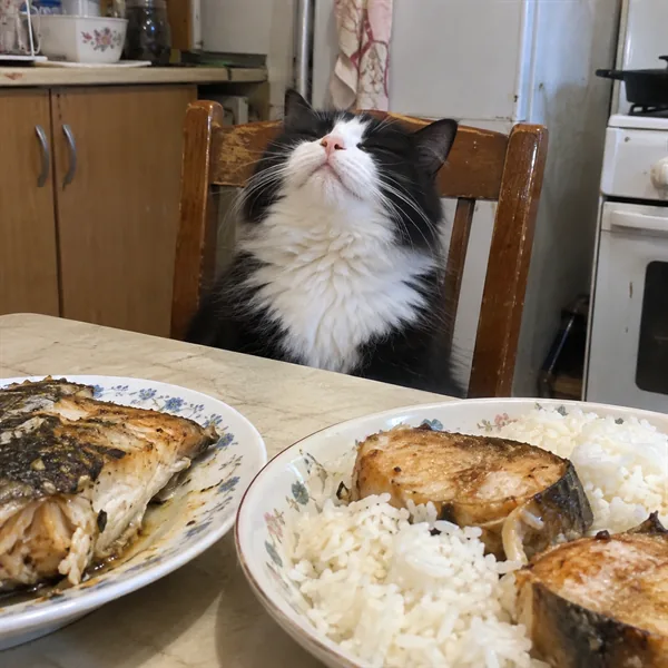 고양이 사진 009
