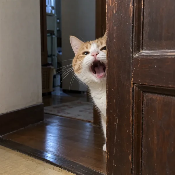 고양이 사진 093