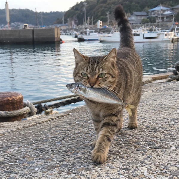 고양이 사진 625