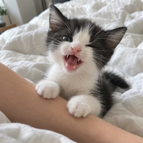 고양이 사진 076