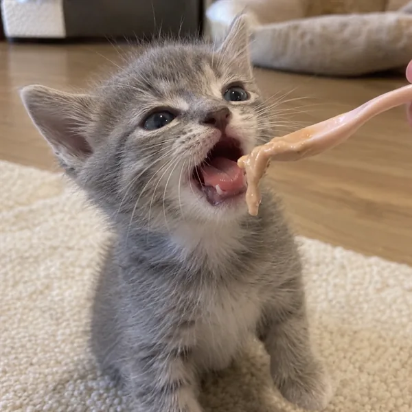 고양이 사진 177