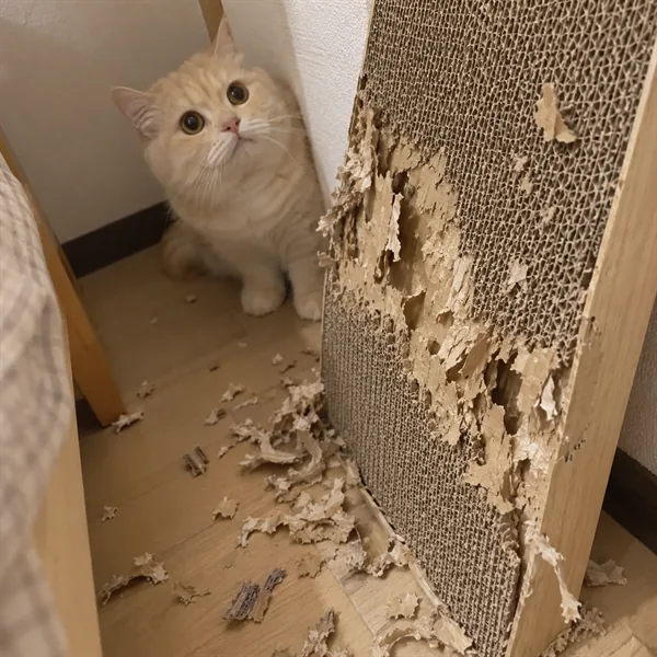 고양이 사진 122