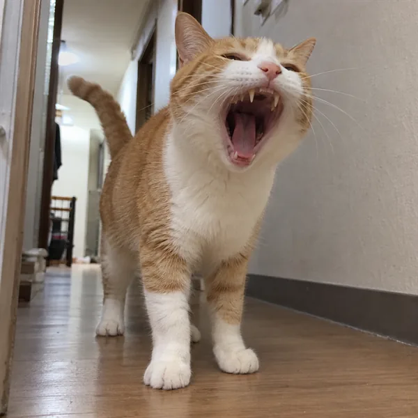 고양이 사진 448