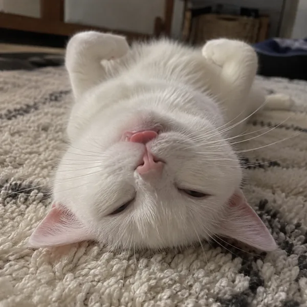 고양이 사진 371
