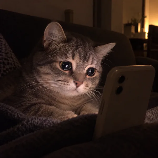 고양이 사진 099