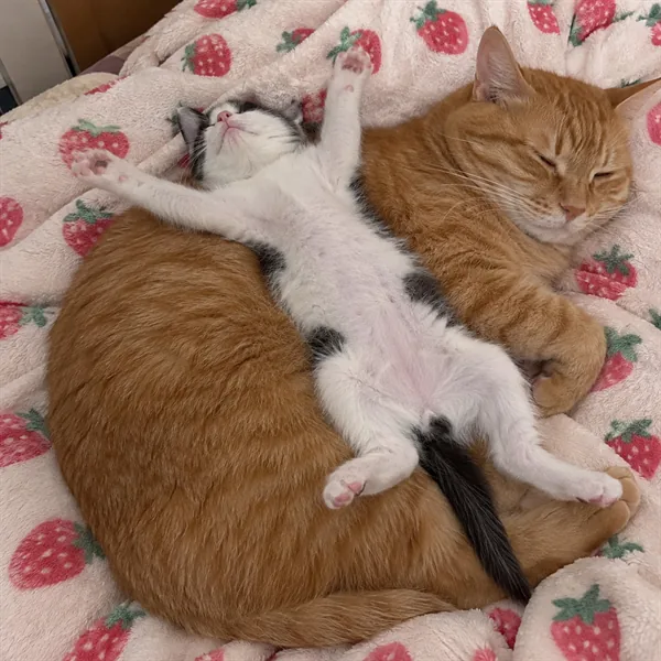 고양이 사진 493