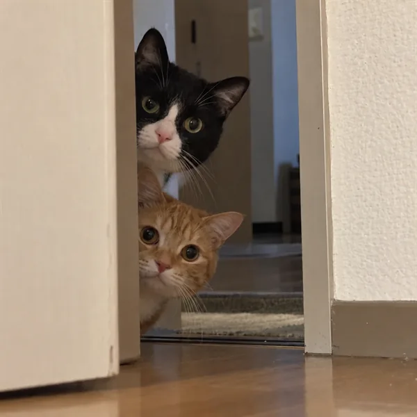 고양이 사진 146