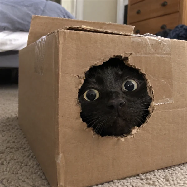 고양이 사진 612