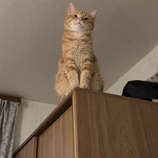 고양이 사진 394