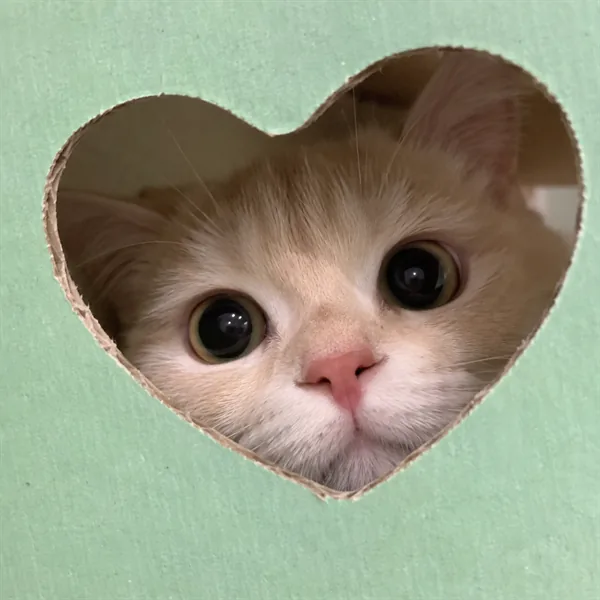고양이 사진 176