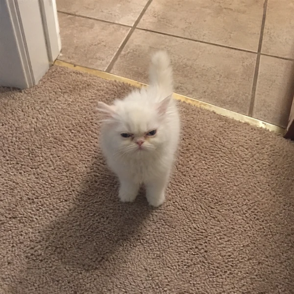 고양이 사진 675