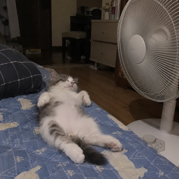 고양이 사진 715
