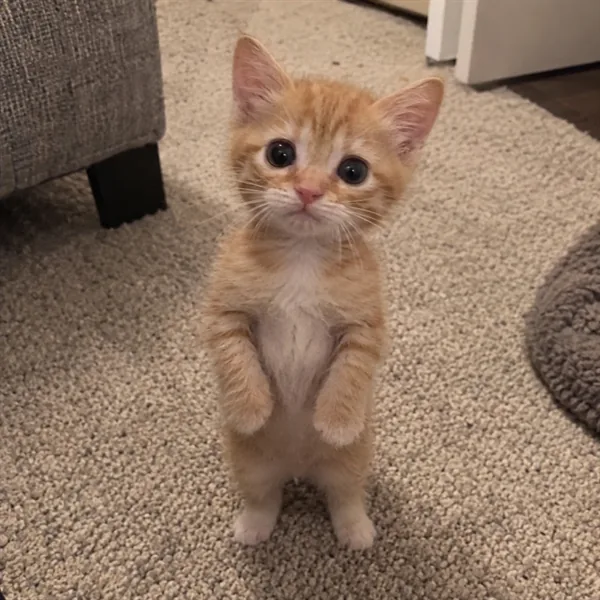 고양이 사진 240