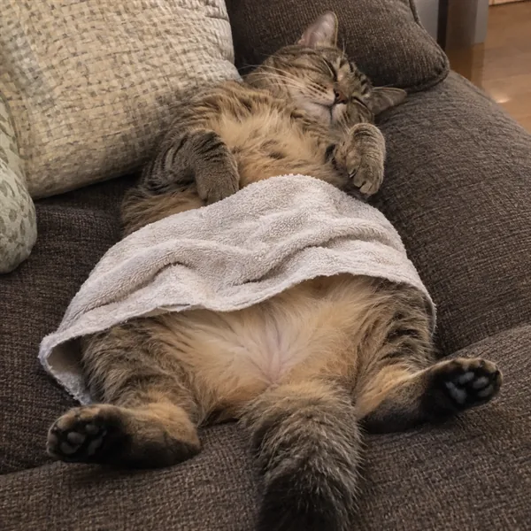 고양이 사진 355